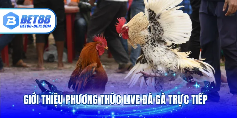 Giới thiệu phương thức live đá gà trực tiếp